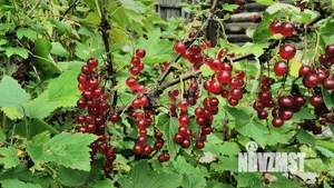 Дом 40м², 1-этажный, участок 6 сот.