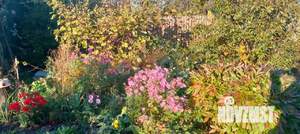 Дом 24м&sup2;, 1-этажный, участок 5 сот.  