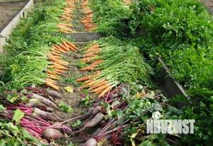 Дом 12м&sup2;, 1-этажный, участок 4 сот.  